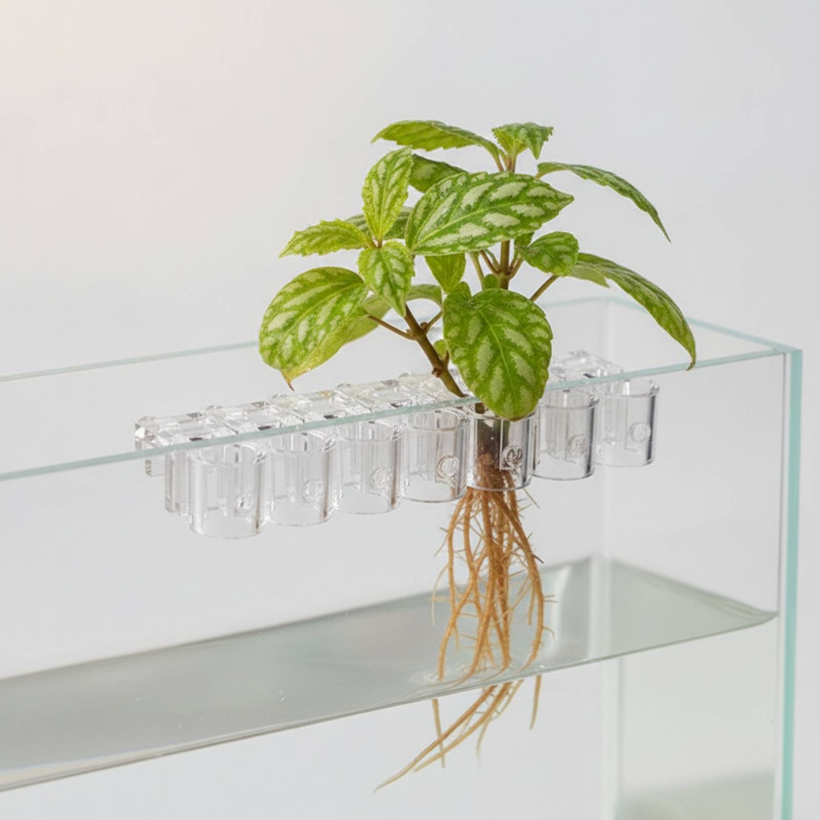 6 Piezas de Soportes Transpare - Aquarium Plants reseña y precio