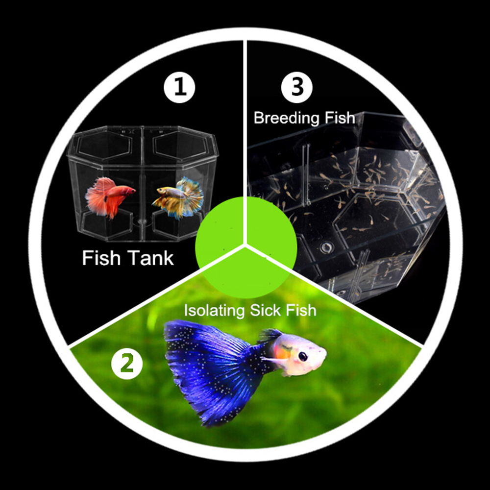 Acrílico dos divisiones Guppy  - Betta Fish Tank reseña y precio