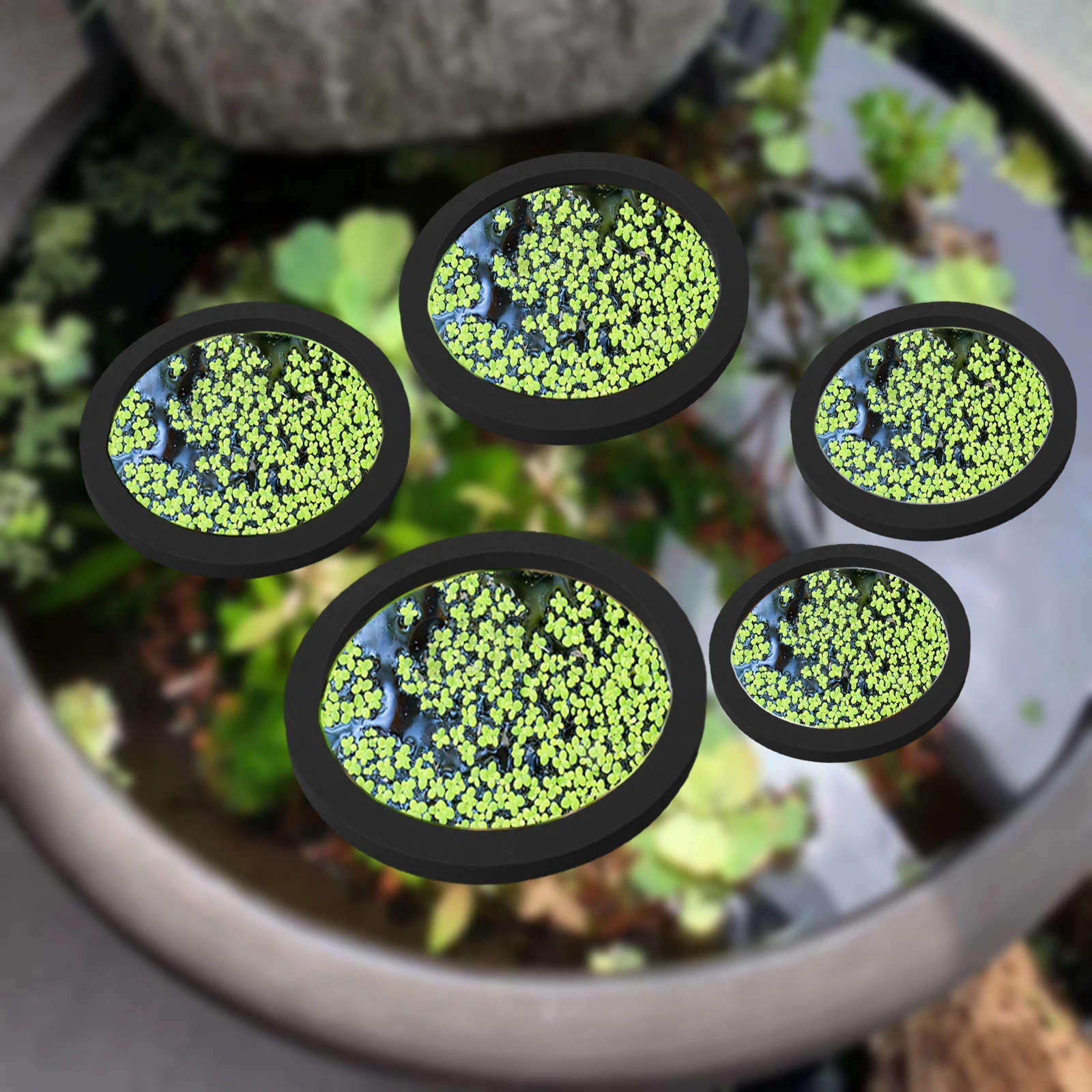 5 uds EVA anillo de alimentaci - Fish Aquarium Home reseña y precio