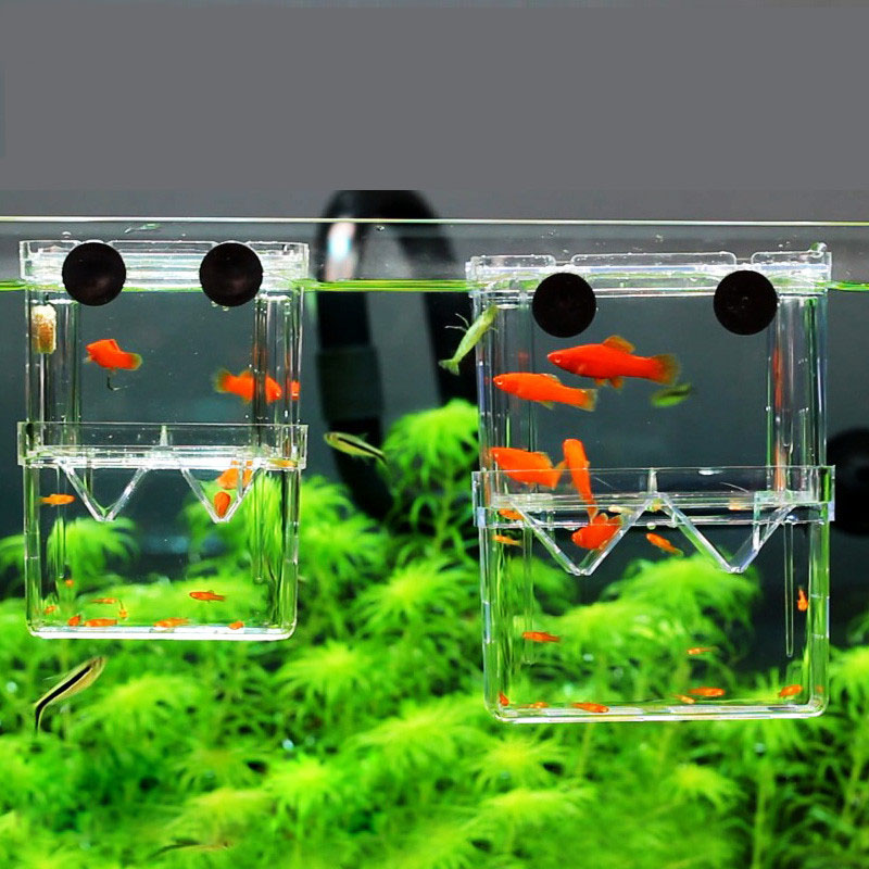 Caja de aislamiento para cría  - Betta Fish Tank reseña y precio